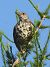Tordela (Turdus viscivorus) © Tiziana Ciaghi