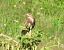 Poiana (Buteo buteo) © Tiziana Ciaghi