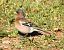Fringuello (Fringilla coelebs) © Tiziana Ciaghi