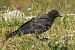 Cornacchia nera (Corvus corone) © Tiziana Ciaghi