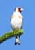 Cardellino  - Tiziana Ciaghi