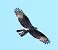Falco pecchiaiolo (Pernis apivorus) © Tiziana Ciaghi
