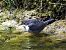 Merlo acquaiolo (Cinclus cinclus) © Tiziana Ciaghi
