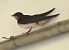 Rondine (Hirundo rustica) © Tiziana Ciaghi