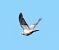 Colombaccio (Columba palumbus) © Tiziana Ciaghi