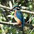 Martin pescatore (Alcedo atthis) © Tiziana Ciaghi