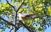 Lodolaio (Falco subbuteo) © Tiziana Ciaghi