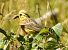 Zigolo giallo (Emberiza citrinella) © Tiziana Ciaghi