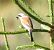 Averla piccola (Lanius collurio) © Tiziana Ciaghi