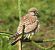 Gheppio (Falco tinnunculus) © Tiziana Ciaghi