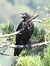 Corvo imperiale (Corvus corax) © Tiziana Ciaghi