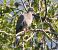Colombaccio (Columba palumbus) © Tiziana Ciaghi