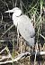 Airone cenerino (Ardea cinerea) © Tiziana Ciaghi