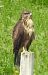 Poiana (Buteo buteo) © Tiziana Ciaghi