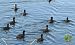 Folaga (Fulica atra) © Tiziana Ciaghi
