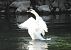 Cigno reale (Cygnus olor) © Tiziana Ciaghi
