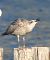Gabbiano reale (Larus michahellis) © Tiziana Ciaghi