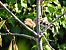 Upupa (Upupa epops) © Claude Schaller