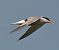 Sterna comune (Sterna hirundo) © Simona Corbellini