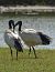 Ibis sacro (Threskiornis aethiopicus) © Simona Corbellini