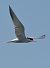 Sterna comune (Sterna hirundo) © Simona Corbellini