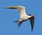 Sterna comune (Sterna hirundo) © Simona Corbellini