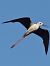 Cavaliere d'Italia (Himantopus himantopus) © Simona Corbellini