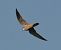 Lodolaio (Falco subbuteo) © Simona Corbellini
