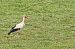 Cigogne blanche (Ciconia ciconia) © Nicola Marchioli