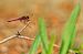 Trithemis annulata  - Nicola Marchioli