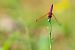 Trithemis annulata  - Nicola Marchioli
