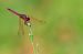 Trithemis annulata © Nicola Marchioli