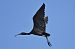 Mignattaio (Plegadis falcinellus) © Francesco Marescotti
