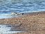 Piovanello pettorale (Calidris melanotos) © Dario Salemi