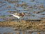 Piovanello tridattilo (Calidris alba) © Dario Salemi