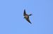 Rondine (Hirundo rustica) © Gianfranco Venturini