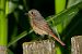 Codirosso (Phoenicurus phoenicurus) © Walter Fauster