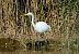 Airone bianco (Ardea alba) © Angelo Matteucci