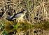 Nitticora (Nycticorax nycticorax) © Angelo Matteucci