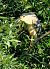 Nitticora (Nycticorax nycticorax) © Angelo Matteucci
