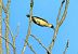 Picchio verde (Picus viridis) © Angelo Matteucci