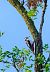 Picchio rosso maggiore (Dendrocopos major) © Angelo Matteucci