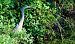 Airone cenerino (Ardea cinerea) © Angelo Matteucci