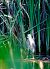 Nitticora (Nycticorax nycticorax) © Angelo Matteucci