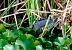Nitticora (Nycticorax nycticorax) © Angelo Matteucci