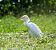 Airone guardabuoi (Ardea ibis) © Denise Schneider