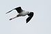 Cavaliere d'Italia (Himantopus himantopus) © Marco Bettoni