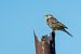Strillozzo (Emberiza calandra) © Pier Podavini
