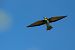 Gruccione (Merops apiaster) © Pier Podavini