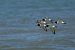 Beccaccia di mare (Haematopus ostralegus) © Pier Podavini